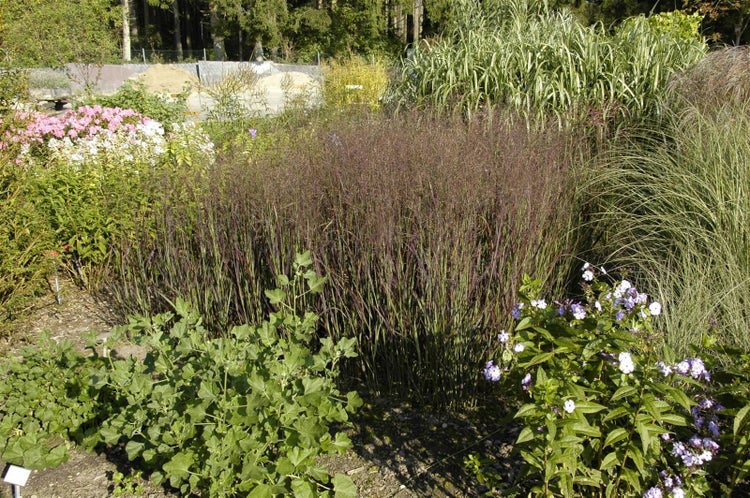 Panicum virgatum 'Heiliger Hain', Rutenhirse, ca. 9x9 cm Topf