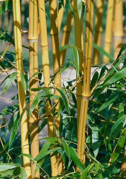 Phyllostachys aureosulcata 'Spectabilis', Bambus, gelb-grün, 100–150 cm