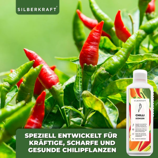 Silberkraft Chili Dünger neben Chilipflanze