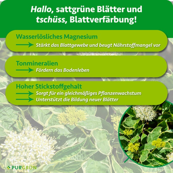 Infografik zum Wirkprinzip eines Pflanzendüngers mit Magnesium, Tonmineralien und Stickstoff für gesundes Blattwachstum von Purgrün.