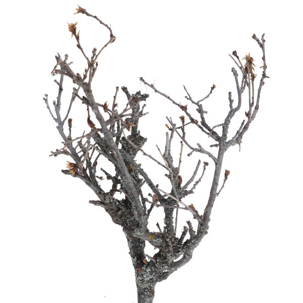 Laubbaum Heister mit kahlen Ästen und kleinen Knospen.