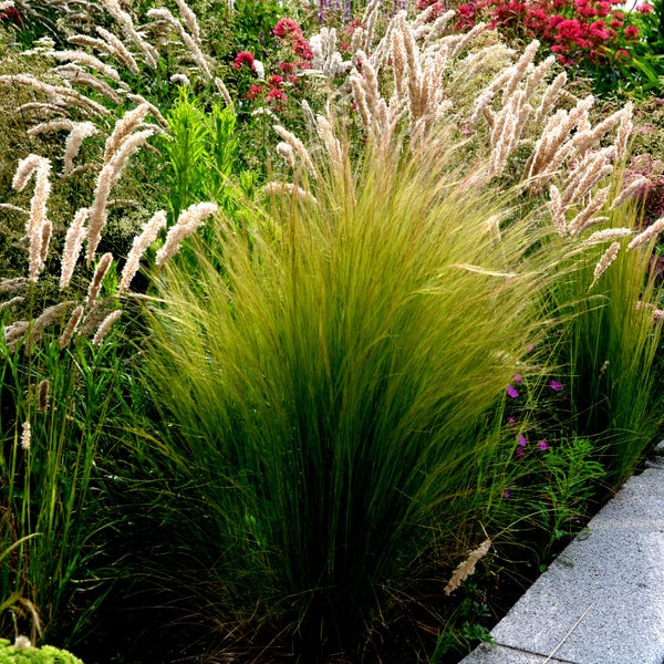 Bloomique - 3er Set - Stipa Tenuissima Pferdeschwänze - Federgras - Ziergras - Gartenpflanzen - Winterhart - Höhe 10-20cm - Topf 9x9cm
