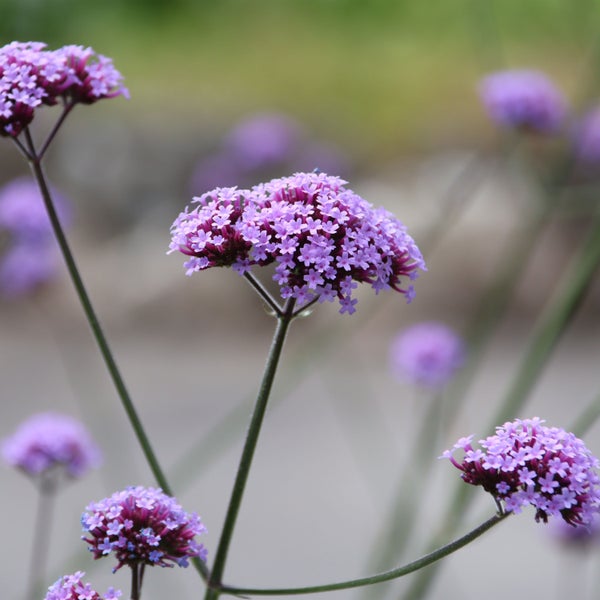 Tapete mit abstraktem Fächermuster und zwei Vasen mit Blume auf einer Oberfläche