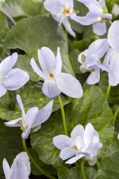 Viola odorata, Duftveilchen, violett, ca. 9x9 cm Topf