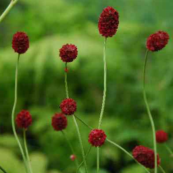 Wiesenknopf im Garten