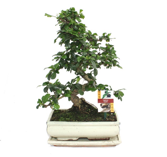 Bonsai Fukientee - Carmona microphylla - ca. 10 Jahre