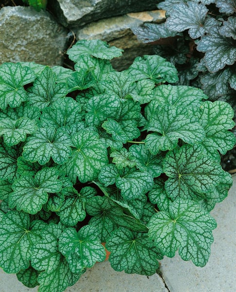 Heuchera americana 'Green Spice', Purpurglöckchen, grün-silber, ca. 11x11 cm Topf