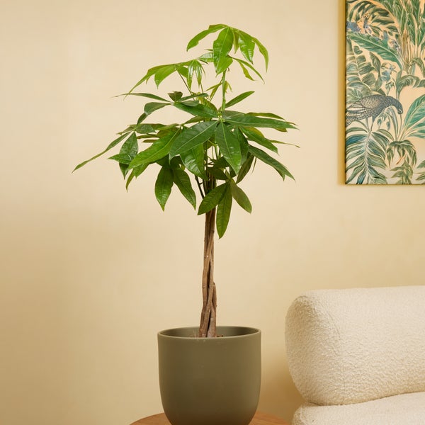 Bloomique - 2er-Set - Pachira Aquatica - Geldbaum - Wasserkakao - Zimmerpflanzen - Luftreinigend - Pflegeleicht - 80-90 cm hoch - Topf 21 cm