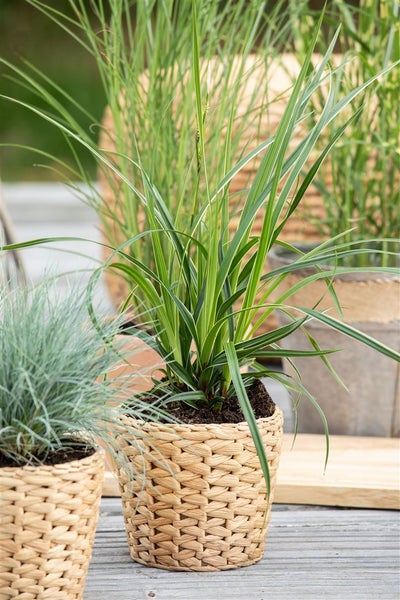 Carex morrowii 'Variegata', Japan-Segge, grün-weiß, 2-3 Liter Container