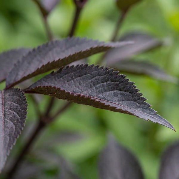 Nahaufnahme der dunkelvioletten, gezackten Blätter eines Schwarzen Holunders.