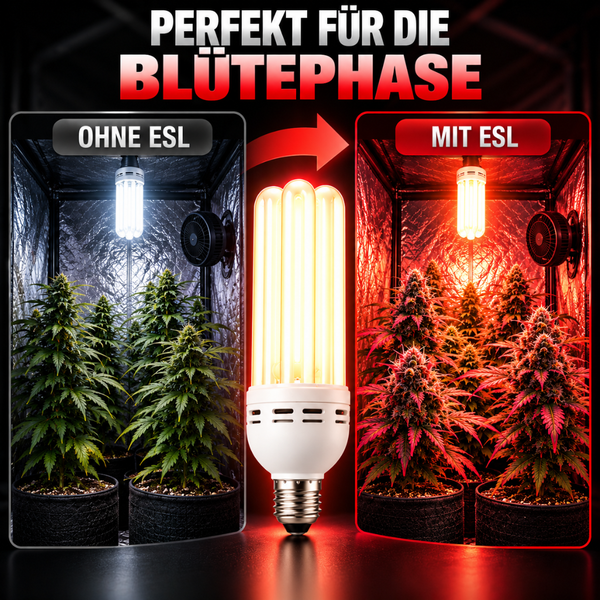 Vergleichsbild einer Energiesparlampe für die Pflanzenblüte in einer Growbox mit Vorher-Nachher Darstellung der Beleuchtung.