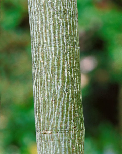 Acer davidii, Schlangenhaut-Ahorn, 175–200 cm