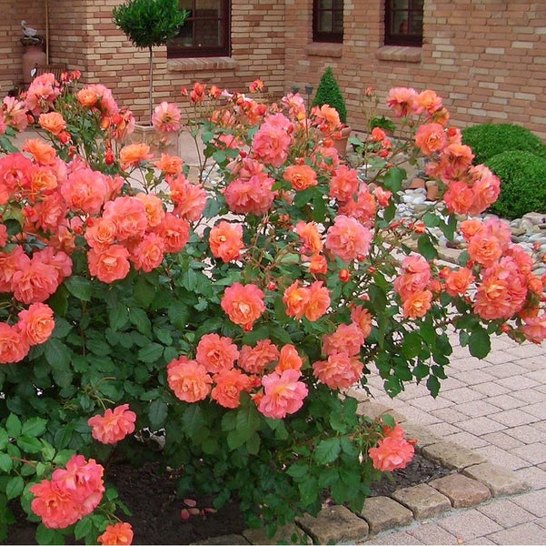 Rose im Gartenbeet mit vielen Blüten