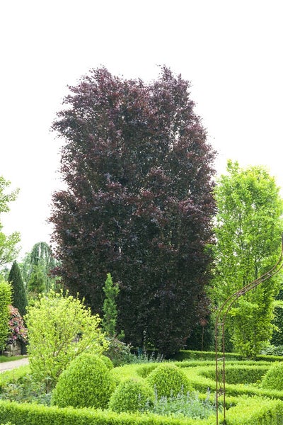 Fagus sylvatica 'Purpurea', Rotbuche, purpurrot, 20–30 cm