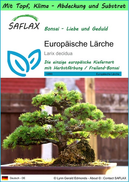 SAFLAX Garden to go - Europäische Lärche - Larix decidua - 75 Samen - Mit Topf, Klima - Deckel und Anzuchtsubstrat