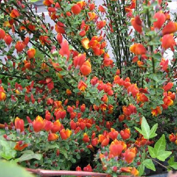 Ginsterpflanze mit roten und gelben Blüten