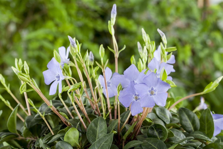 Vinca minor, Immergrün, blau, ca. 9x9 cm Topf