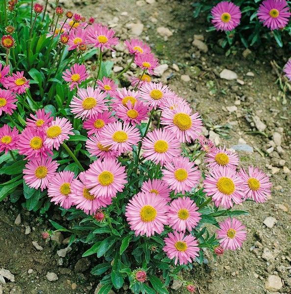 Aster alpinus 'Happy End', Alpenaster, rosa, ca. 9x9 cm Topf