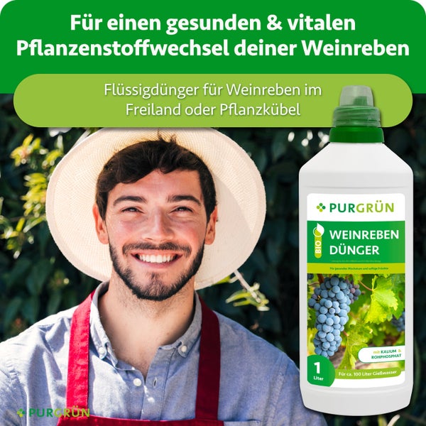 Ein fröhlicher Gärtner mit Strohhut neben einer Flasche Purgrün Flüssigdünger für Weinreben in Freiland oder Pflanzkübel.