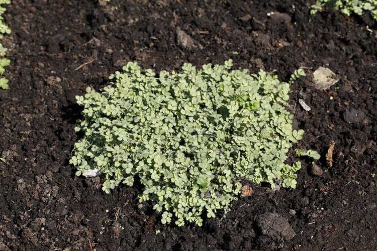 Acaena buchananii, Silberstachelnüsschen, ca. 9x9 cm Topf