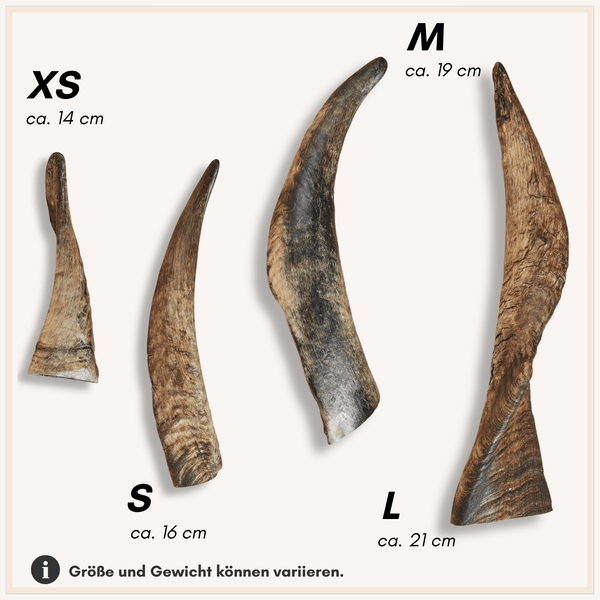 Vier Tierhörner in den Größen XS 14 Zentimeter, S 16 Zentimeter, M 19 Zentimeter und L 21 Zentimeter als Naturprodukt mit variabler Beschaffenheit.