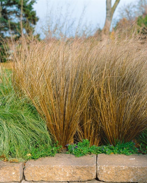 Carex buchananii, Fuchsrote Segge, ca. 9x9 cm Topf