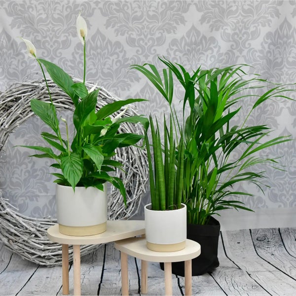 Zimmerpflanzen 3er Box Fresh Air Brothers | Goldfruchtpalme, Einblatt, Sansevieria | Luftreinigende Pflanzen mit gratis Übertöpfen