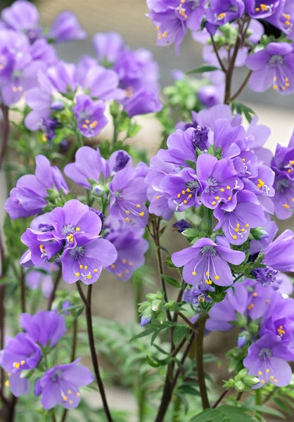 Polemonium yezoense 'Purple Rain', Jakobsleiter, violett, ca. 9x9 cm Topf
