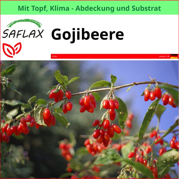 SAFLAX Garden to go - Gojibeere - Lycium chinensis - 200 Samen - Mit Topf, Klima - Deckel und Anzuchtsubstrat