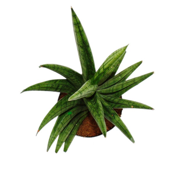 Sansevieria Helios - Schrauben-Bogenhanf - 11cm Topf - ca. 20cm hoch
