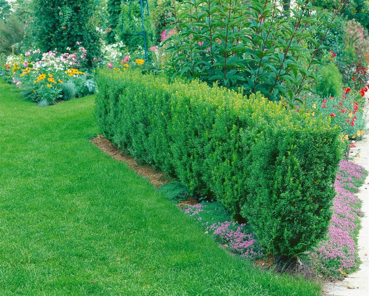 Taxus media 'Straight Hedge', dunkelgrün, 40–50 cm