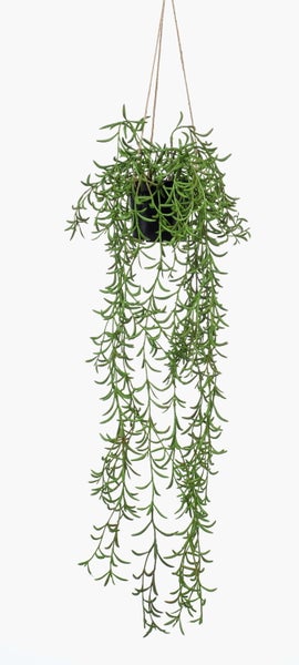 Hängepflanze Senecio radicans im schwarzen Kunststofftopf mit Aufhängeseilen.