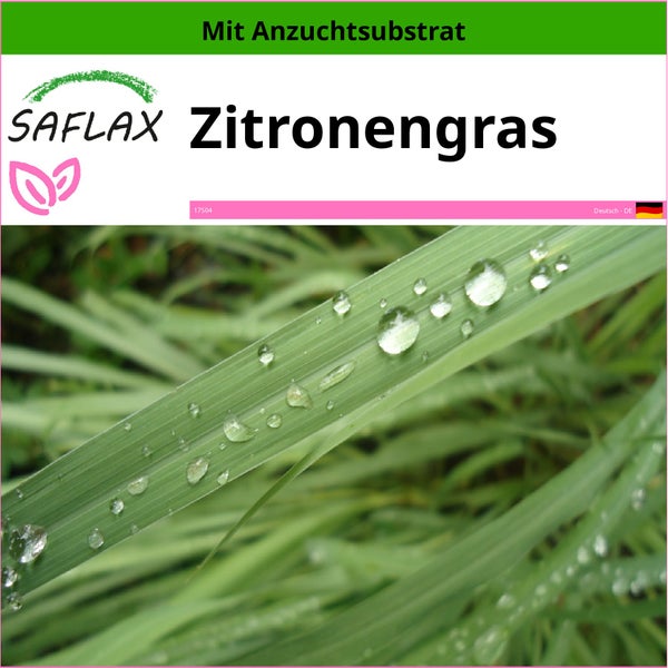 SAFLAX  - Zitronengras - Cymbopogon flexosus - 50 Samen - Mit keimfreiem Anzuchtsubstrat