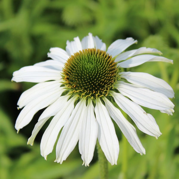 Nahaufnahme einer einzelnen weißen Kegelblume
