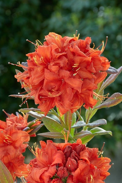 Rhododendron luteum 'Royal Command', gelb, 30–40 cm