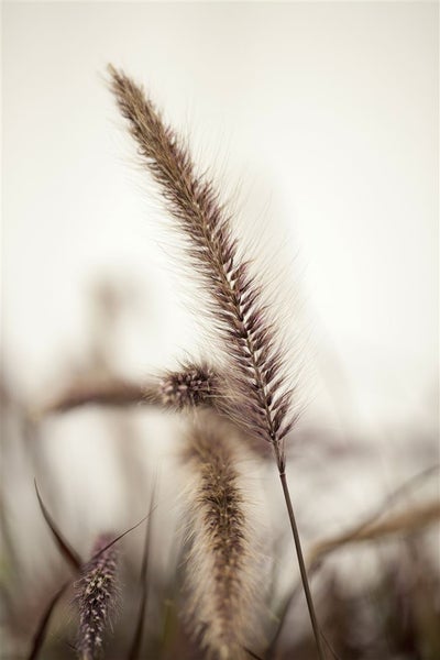 Pennisetum setaceum 'Red Fox', Lampenputzergras, rot, 2 Liter Container