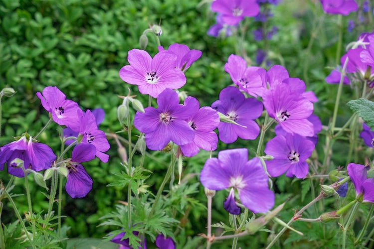 Geranium clarkei 'Kashmir Purple', Storchschnabel, violett, ca. 9x9 cm Topf