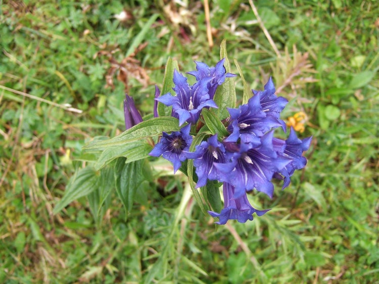 Gentiana asclepiadea, Schwalbenwurz-Enzian, blau, ca. 9x9 cm Topf