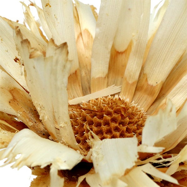 Dekorative Pflanze aus getrockneten Blättern und stacheliger Blüte