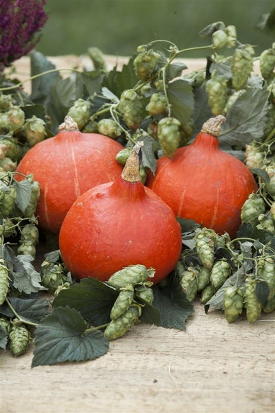 Humulus lupulus, Hopfen, 60–100 cm