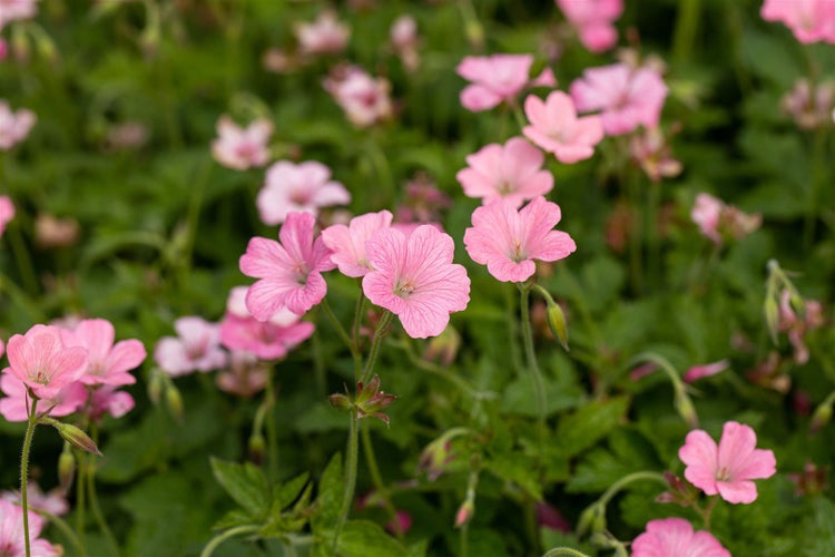 Geranium x oxonianum 'Wargrave Pink', Storchschnabel, rosa, ca. 9x9 cm Topf