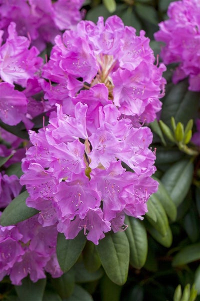 Nahaufnahme einer Rhododendronblüte mit grünen Blättern