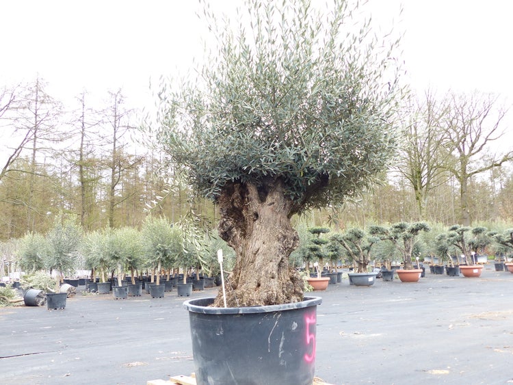 genau diesen Baum Nr. 5/J, 250 cm, Olivenbaum, knorrige | HORNBACH