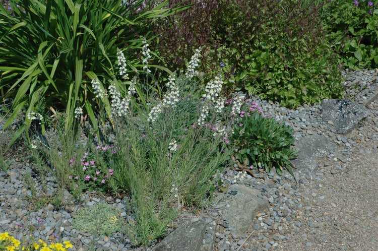 Linaria purpurea 'Alba', weiße Leinkraut, ca. 9x9 cm Topf