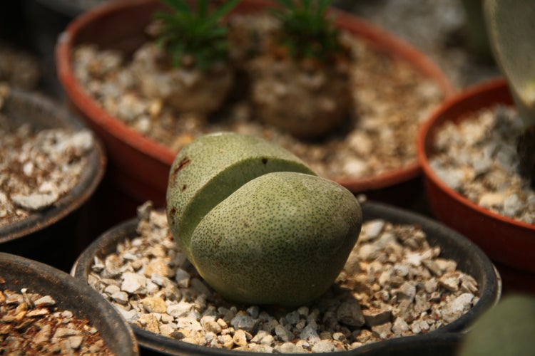 SAFLAX Garden to go - Lebender Granit - Pleiospilos nelii - 40 Samen - Mit Topf, Klima - Deckel und Anzuchtsubstrat