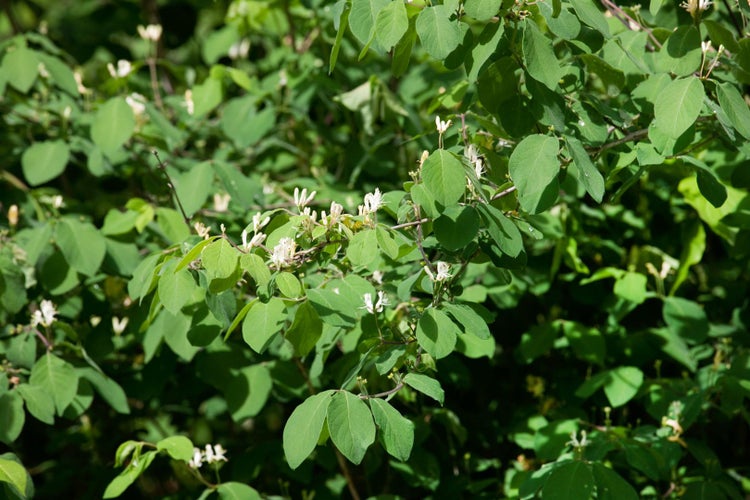 Nahaufnahme eines Geißblattstrauchs mit grünen Blättern und weißen Blüten.