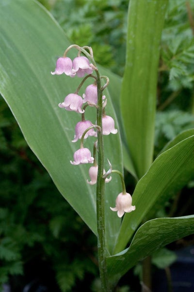 Convallaria majalis 'Rosea', Maiglöckchen, rosa, ca. 9x9 cm Topf