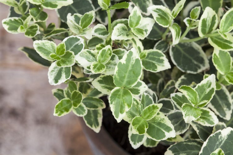 Euonymus fortunei 'Emerald Gaiety', Kriechspindel, grün-weiß, ca. 9x9 cm Topf