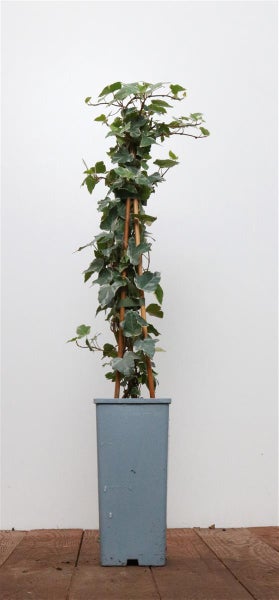 Hedera helix 'Eva', Efeu, grün-gelb, 40–60 cm