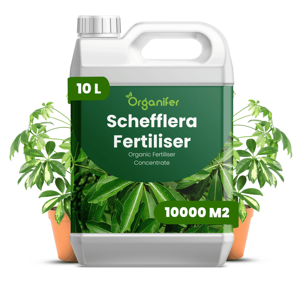 Organifer Schefflera Dünger Konzentrat, 10 Liter, für eine Fläche von bis zu 10000 Quadratmeter.